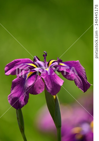 戰鬥紫花 戰鬥紫花 140445178