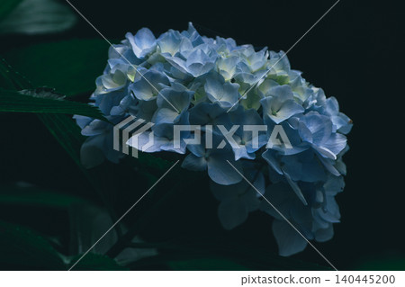 hydrangea hydrangea 140445200