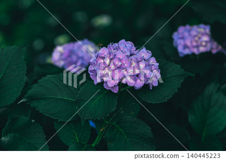 hydrangea hydrangea 140445223