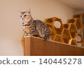 A cat at a cat cafe relaxing on a high shelf. 140445278