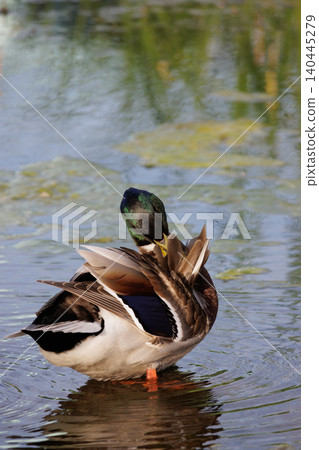 Wild mallard duck standing in pond preening feathers 140445279