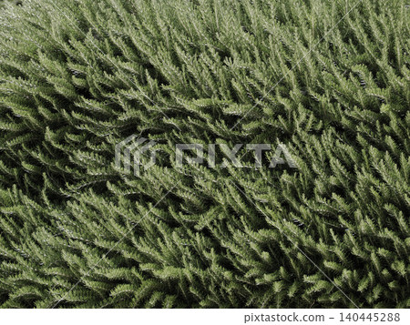 Close Up Of Fresh Rosemary Herb Bush Green Foliage Texture In Garden Landscape Photo Close Up Of Fresh Rosemary Herb Bush Green Foliage Texture In Garden Landscape Photo 140445288