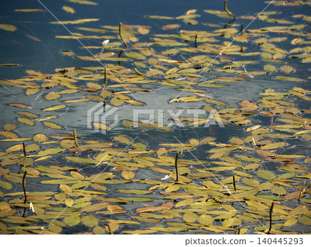 Floating Pond Leaves On Dark Water Surface With Ripples And Reflections 140445293