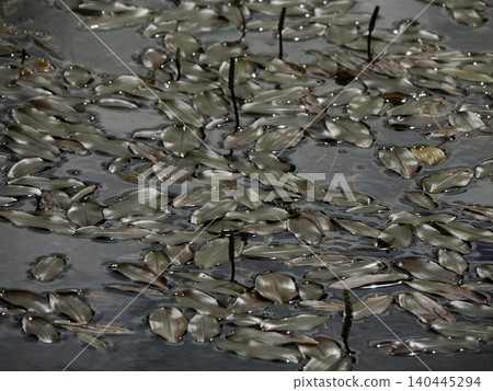 Floating Pond Leaves On Dark Water Surface With Ripples And Reflections Floating Pond Leaves On Dark Water Surface With Ripples And Reflections 140445294