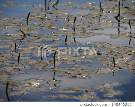 Floating Pond Leaves On Dark Water Surface With Ripples And Reflections Floating Pond Leaves On Dark Water Surface With Ripples And Reflections 140445295