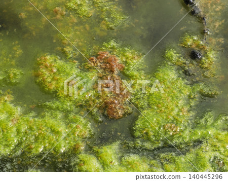 green algae bloom on a stagnant pond surface showing slimy mossy biofilm, bubbles and murky water. Natural aquatic growth conveys eutrophication, nutrient-driven bloom green algae bloom on a stagnant pond surface showing slimy mossy biofilm, bubbles and murky water. Natural aquatic growth conveys eutrophication, nutrient-driven bloom 140445296