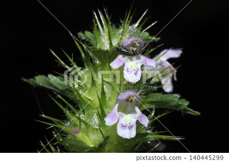 Malachius bipustulatus beetle on Galeopsis tetrahit Common Hemp nettle is an uninspiring member of the Mint family Malachius bipustulatus beetle on Galeopsis tetrahit Common Hemp nettle is an uninspiring member of the Mint family 140445299
