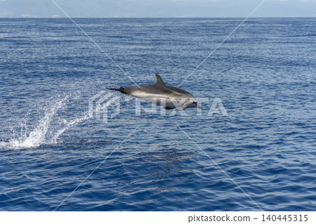 happy striped dolphin jumping in ligurian mediterranean sea pelagos sanctuary happy striped dolphin jumping in ligurian mediterranean sea pelagos sanctuary 140445315