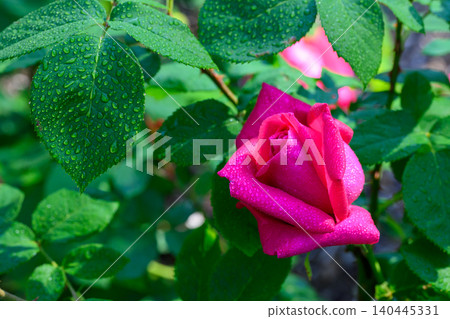 Rose Maria Callas (Toyohira Park) _2517 Rose Maria Callas (Toyohira Park) _2517 140445331