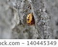 Ladybug pupa ① 140445349