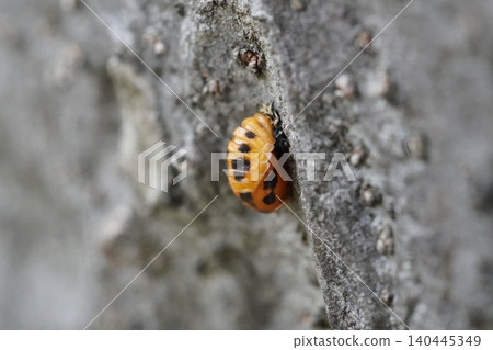 Ladybug pupa ① 140445349