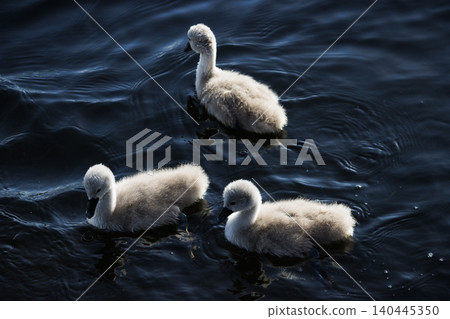Three fluffy grey baby swans swimming on dark pond water Three fluffy grey baby swans swimming on dark pond water 140445350