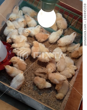 Baby Chicks in Brooder with Feeder and Waterer Baby Chicks in Brooder with Feeder and Waterer 140445359