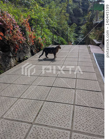 A tabby cat walking up a hill A tabby cat walking up a hill 140445599