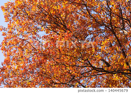 Leaves of trees that have turned red with autumn colors 140445679