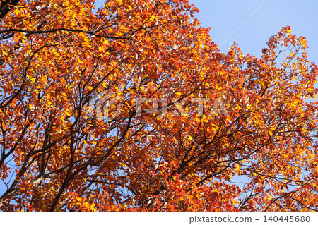 Leaves of trees that have turned red with autumn colors 140445680