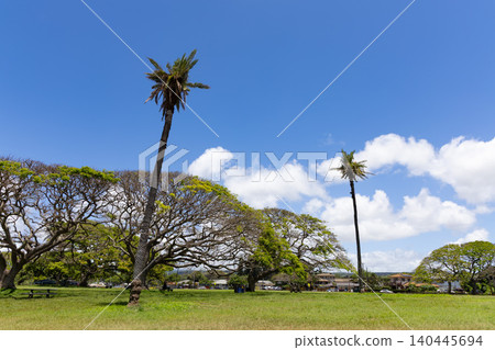 [Hawaii] Palm trees in a park 140445694