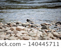 Small wagtail bird standing on stones by edge of flowing river Spey, Scotland 140445711