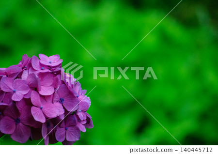 Pink hydrangeas that stand out against the green and copy space 140445712