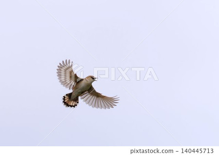 A Japanese Bush Warbler singing while in flight A Japanese Bush Warbler singing while in flight 140445713