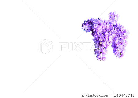 Fresh spring bunch of pink lilac flower isolated on white Fresh spring bunch of pink lilac flower isolated on white 140445715