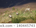 Wild reindeer grazing in Cairngorms National Park, Scottish Highlands 140445743