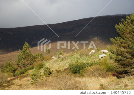 Sunlight shining on reindeer grazing in Cairngorm mountains, Scotland Sunlight shining on reindeer grazing in Cairngorm mountains, Scotland 140445753