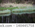 Green reeds and grass at edge of calm water of Scottish loch 140445758