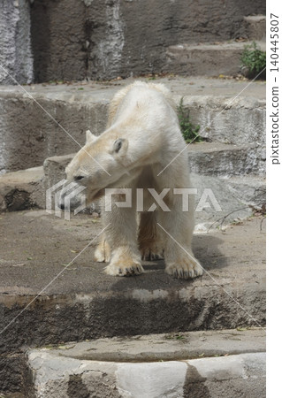 Polar bear, Hamamatsu City Zoo Polar bear, Hamamatsu City Zoo 140445807