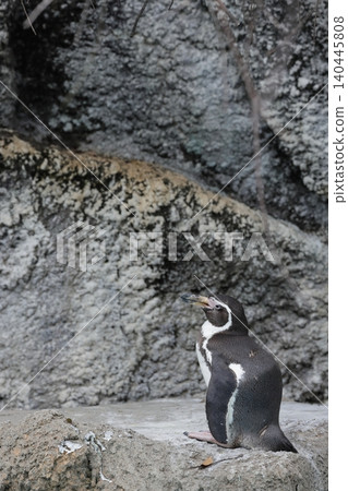 Humboldt penguin, Hamamatsu City Zoo Humboldt penguin, Hamamatsu City Zoo 140445808