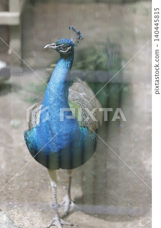 孔雀,濱松市動物園 孔雀,濱松市動物園 140445815