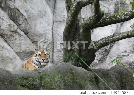 Amur tiger, Hamamatsu City Zoo Amur tiger, Hamamatsu City Zoo 140445824