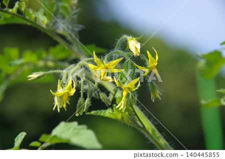 Tomato flowers, cherry tomato flowers, vegetable flowers Tomato flowers, cherry tomato flowers, vegetable flowers 140445855