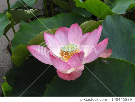 蓮花 蓮花 140445889