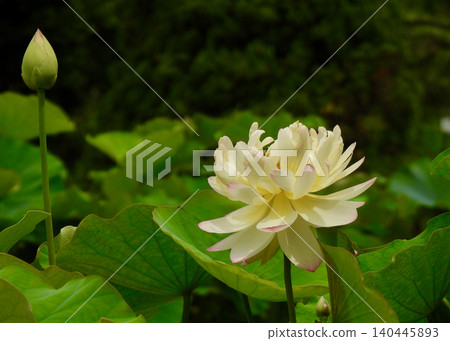 蓮花 蓮花 140445893