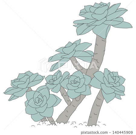 Succulent plants Succulent plants 140445909