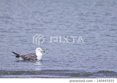 The sharp gaze of a seagull bathing at the water's edge. The sharp gaze of a seagull bathing at the water's edge. 140445935