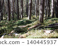 Trees, logs and  wild bilberry plants in Scottish pine forest 140445937