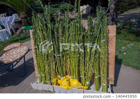 sesame, buddhist rite of cedar stick burning, harvest 140445950