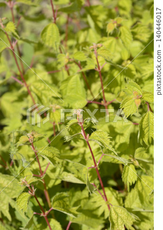 Stinging Nettle Complex Growing Outdoors in Sunshine Stinging Nettle Complex Growing Outdoors in Sunshine 140446017