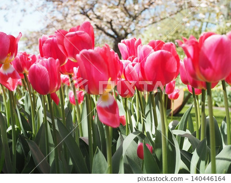 Tulips in Keukenhof Gardens, Netherlands Tulips in Keukenhof Gardens, Netherlands 140446164