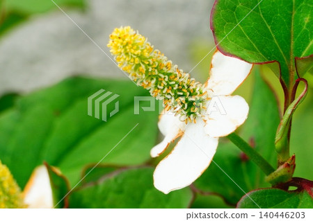 houttuynia cordata, chameleon plant, botanic 140446203