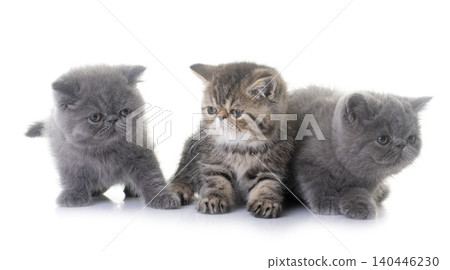 exotic shorthair kitten in studio exotic shorthair kitten in studio 140446230
