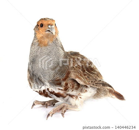 Grey partridge in studio Grey partridge in studio 140446234