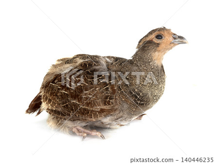 Grey partridge in studio Grey partridge in studio 140446235