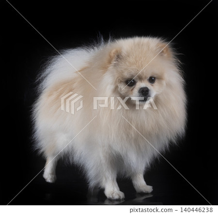 young pomeranian in studio young pomeranian in studio 140446238