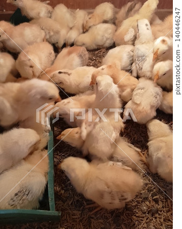 Flock of Young Chicks in Indoor Livestock Production Flock of Young Chicks in Indoor Livestock Production 140446247
