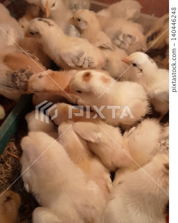 Baby Chicks Feeding Together in Poultry Farming Setup Baby Chicks Feeding Together in Poultry Farming Setup 140446248