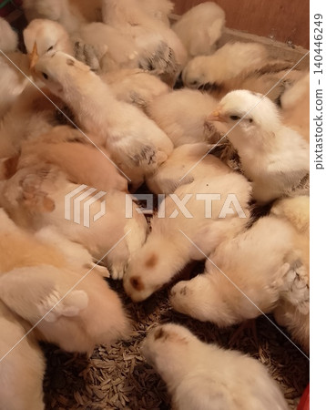 Close-Up of Juvenile Chickens During Early Growth Stage 140446249
