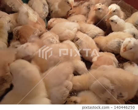 Healthy Poultry Chicks in Warm Brooder Environment Healthy Poultry Chicks in Warm Brooder Environment 140446250